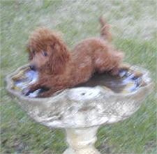 toy poodle breeder