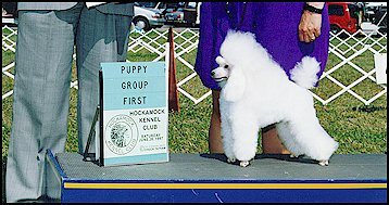toy poodle champion